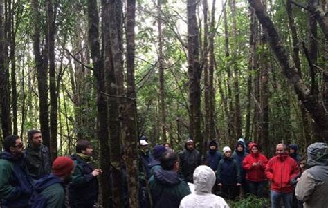 Uach Capacita A Conaf En Silvicultura De Bosques Nativos Noticias Uach