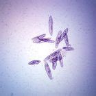 Protists Microscope Slides | Carolina.com