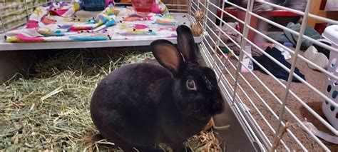 Black Dwarf Rex Bunny To A Good Home Rabbits For Sale