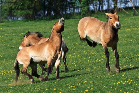 Bringing the Mongolian wild horse back from extinction | Wild horses, Horses, Horse photos