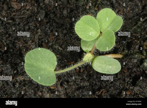 White Clover Trifolium Repens Seedling With First True Leaf And First