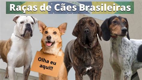 Raças de Cachorros Brasileiros curiosidades cachorros YouTube