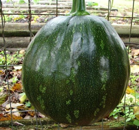 Plantfiles Pictures Butternut Squash Winter Squash Calabaza Cuban Pumpkin Zapallo