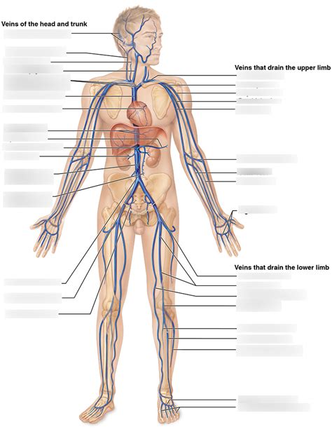 Gross Anatomy Of Vein Diagram Quizlet