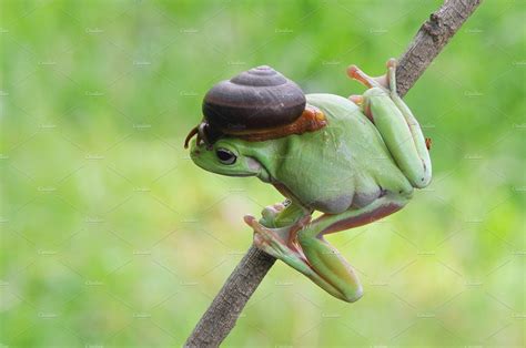 Frog with snail containing frog with snail, dumpy frog, and frogs ...