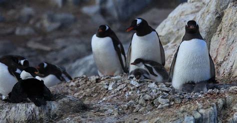 Thousand-year-old penguin poop points to devastating colony collapse at the hand of volcanic ...