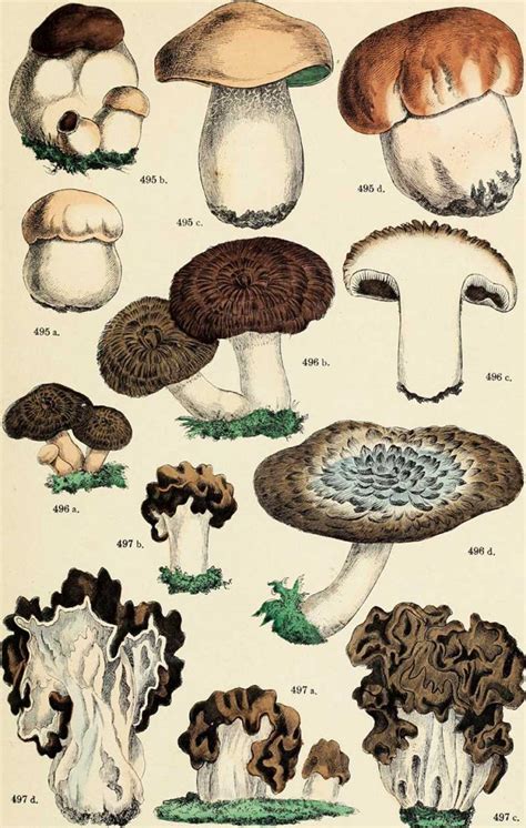 14 Free Mushroom Charts And Mushroom Illustrations To Print Picture Box Blue