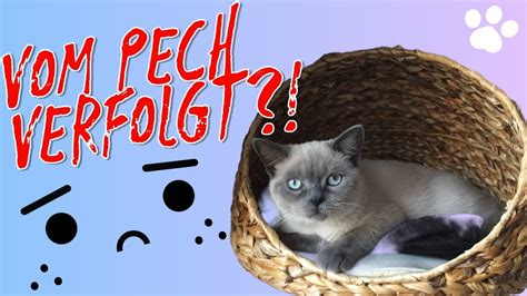 Magen Darm Infekt Bei Katzen Symptome Behandlung Youtube