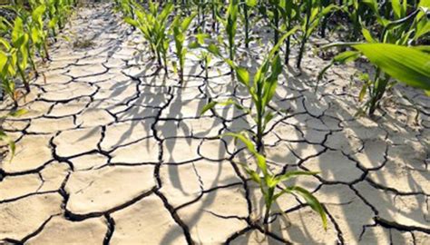 La Huella Que Deja El Cambio Climático En La Agricultura Infocampo