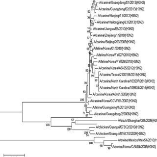 The Phylogenetic Tree Of H N Influenza A Viruses Based On Ha Gene Was