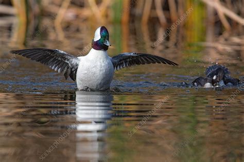 Bufflehead Male Bucephala Albeola Stock Image C Science