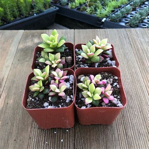 Four Beautiful Pink Succulents