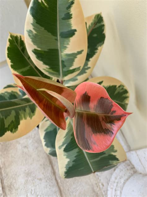 Rubber Plant Varieties Ficus Elastica Types W Pics