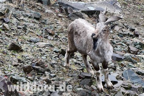 Wildlife in the Darwaz Mountains of Tajikistan – Ralfs' Wildlife and Wild Places