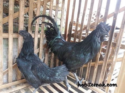 Ayam Cemani Chicken : 9 Interesting Information About Cemani Chicken That You Must Know - HOBI ...