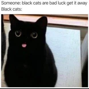 Top 15 Black Cat Memes That Are Terrifyingly Funny!