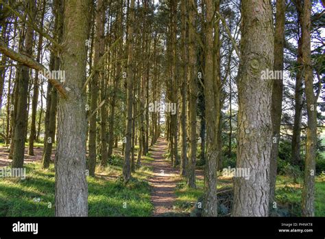 Ashdown forest pooh hi-res stock photography and images - Alamy