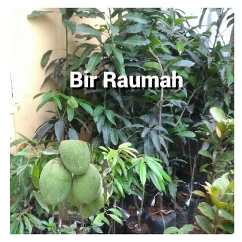 Jual Bibit Pohon Mangga Manalagi Atau Simanalagi New Di Lapak