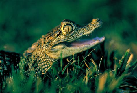 Baby caiman - Jim Zuckerman photography & photo tours