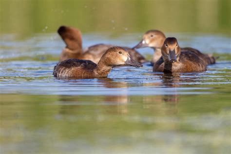 Diving Duck Species: How to Identify