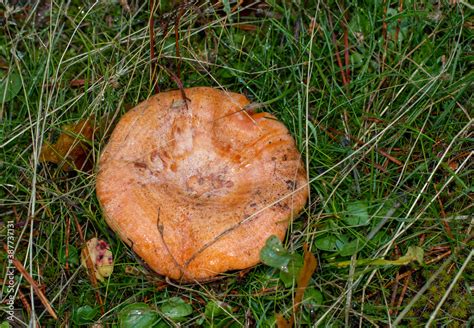 Lactarius deliciosus comúnmente conocido como el gorro de leche de