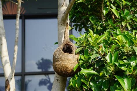 Aves Silvestres Tejedoras Niegan En Un árbol En La Naturaleza Al Aire