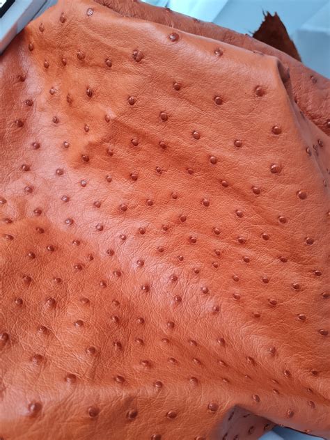 Authentic Ostrich Leather Hide Grade A Genuine Ostrich Leather Etsy