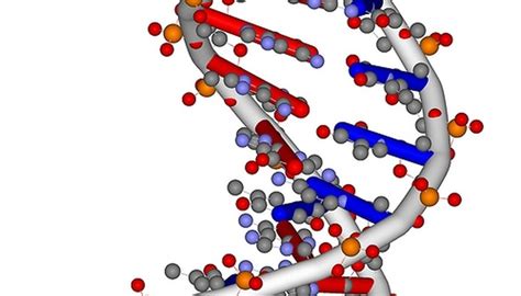 Nucleic Acid Functions | Sciencing