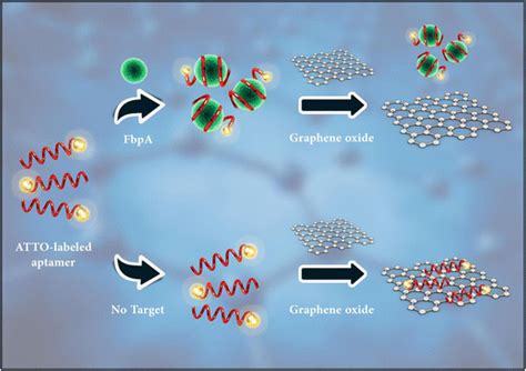 Schematic Illustration Of Go Based Aptasensor For Detection Of Fbpa