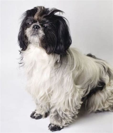 Finding the Perfect Name for Your Female Shih Tzu: From Imperial Heritage to Modern Charm