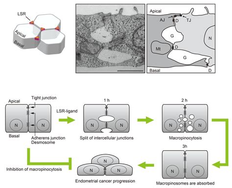 Cancers Free Full Text Atypical Macropinocytosis Contributes To