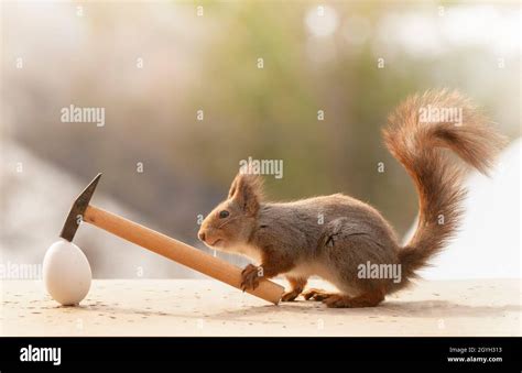 Red Squirrel Is Holding An Hammer With A Egg Stock Photo Alamy