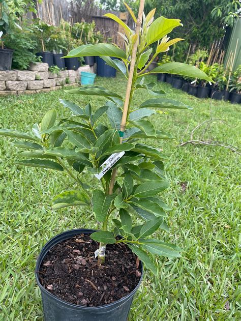 Mexicola Grande Avocado Grafted Live Tree 3 Ft Tall Etsy