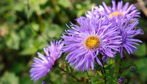 Premium Photo | Aster flowering in the garden with copy space