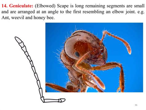 Types of insect heads and antennae | PPT