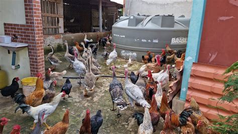 VANIO DA FEIRA DAS GALINHAS MOSTRANDO O SEU CRIATORIO MUITAS AVES