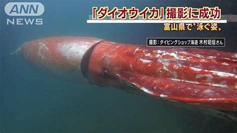 Four Metre Giant Squid Filmed Cruising Along In Japanese Harbour