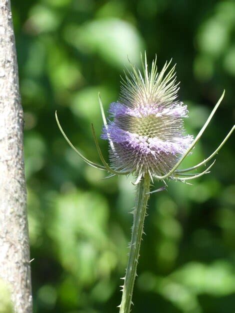 Premium Photo Vertical Selective Focus Shot Of A Thistle Flower