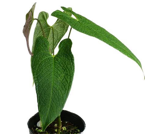 anthurium corrugatum rude ecuagenera california