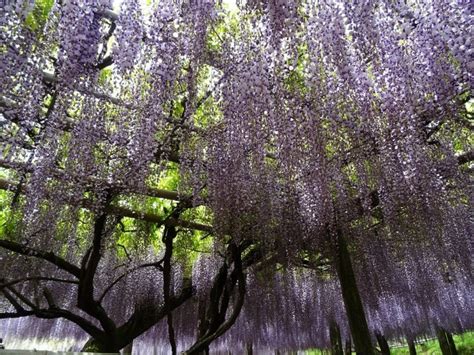 wisteria_in_japan | Kyuhoshi