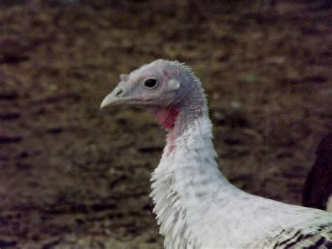 Sexing Juvenile Turkeys