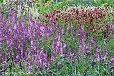 Salvia Nemorosa Amethyst Sanguisorba Menziesii Piet Oudolf Border