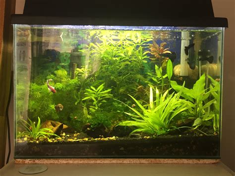 My Planted Aquarium Raquariums