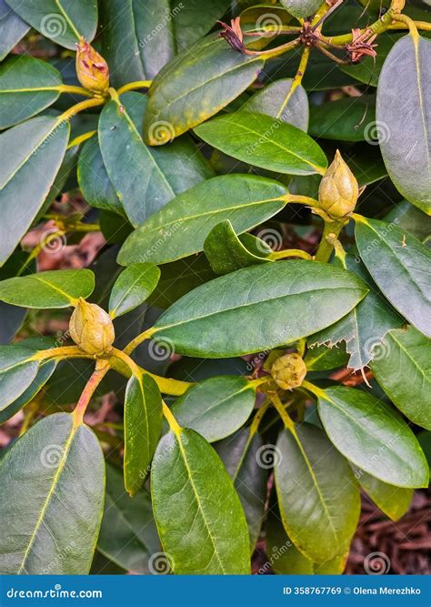 Leaves and Buds of the Rhododendron Plant Stock Image - Image of buds