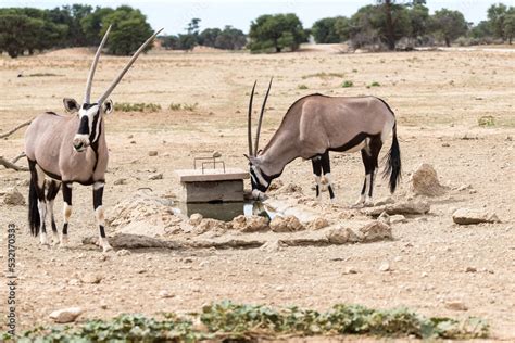 Oryx Or Gemsbok Antelope Oryx Gazella In The Wild Of Kgalagadi