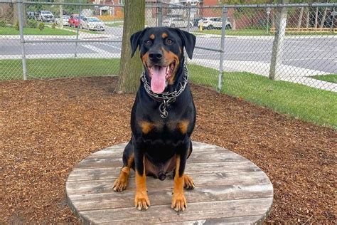 Doberman Rottweiler Mix (Rotterman): Info, Pictures & Facts