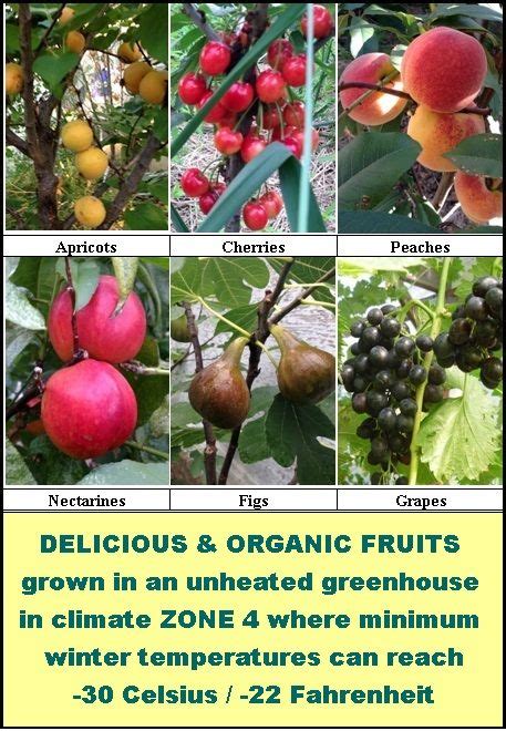 Greenhouse Grown Fruits In Cold Climate Without Any Heating Growing Fruit Greenhouse Growing