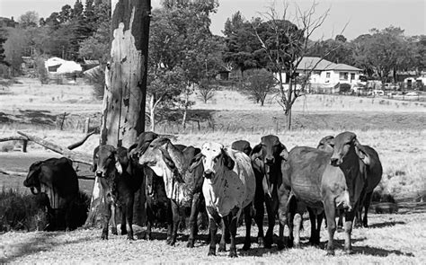 Vacas Los Brahmanes Foto Gratis En Pixabay Pixabay