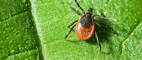 Lyme Disease Why It Might Be Worse This Year And How To Stay Safe Life By Daily Burn