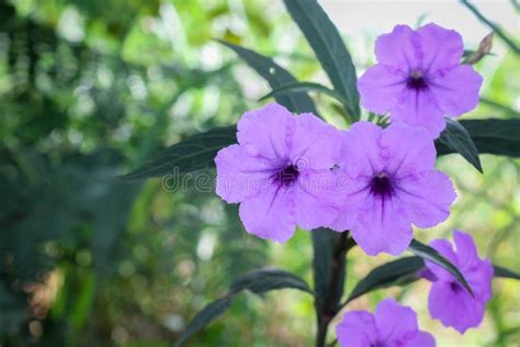 Purple Ruellias Flower Stock Photo Image Of Blossoms 197700792